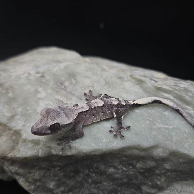 아잔틱