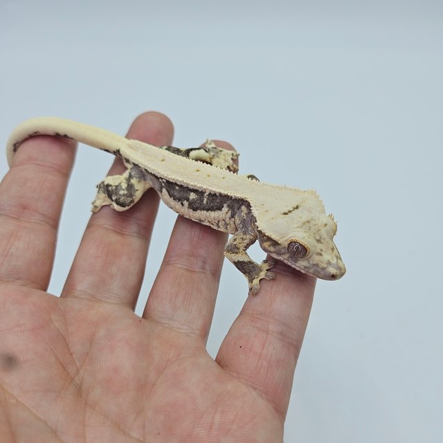 Lilly 100% Het Axanthic