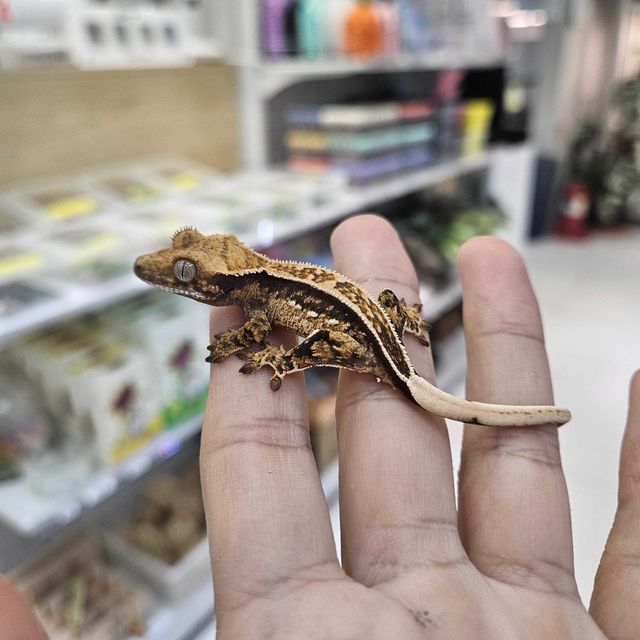 풀핀 쿼드