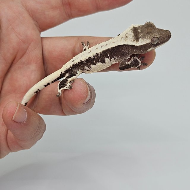 릴잔틱 화이트스팟