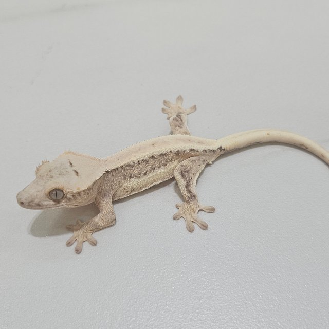Lilly 100% Het Axanthic