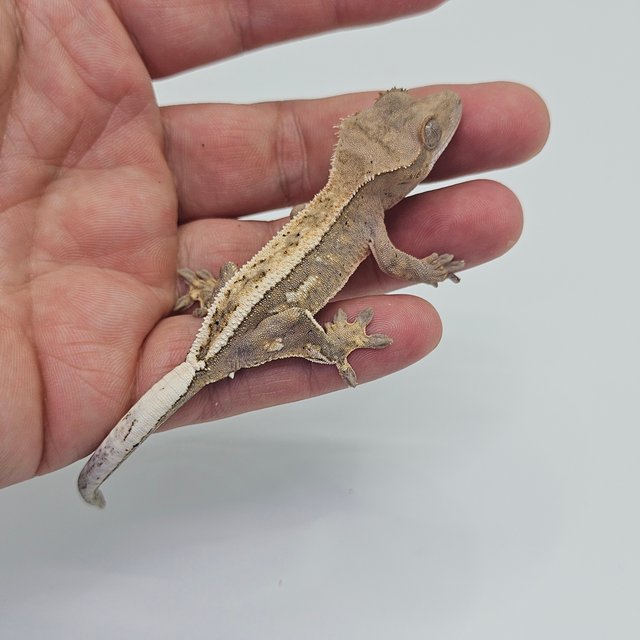 Sable 100% Het Axanthic Full Pinstripe