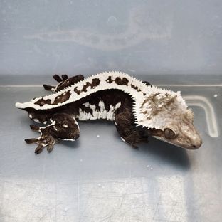 랩터