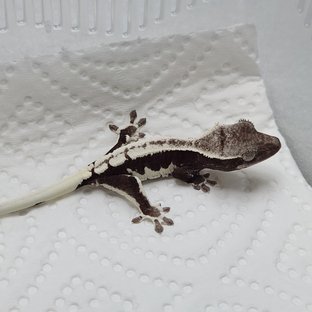 랩al5_74