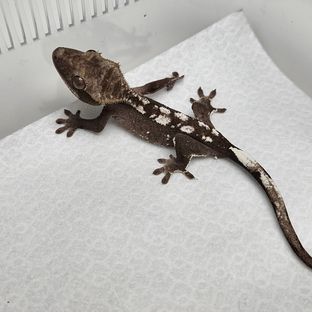 아잔틱