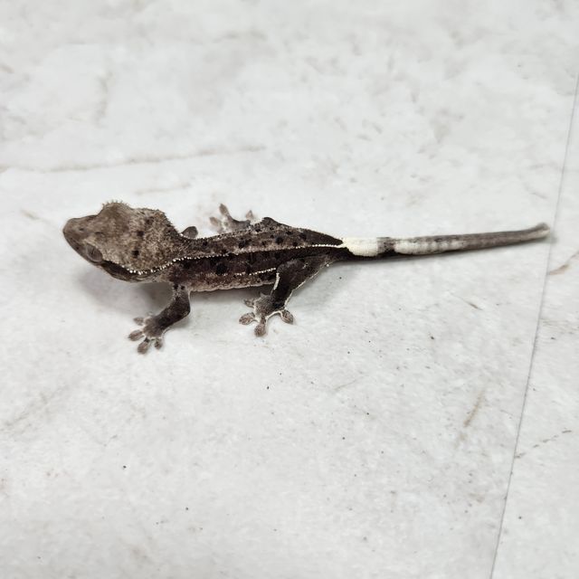 아잔틱