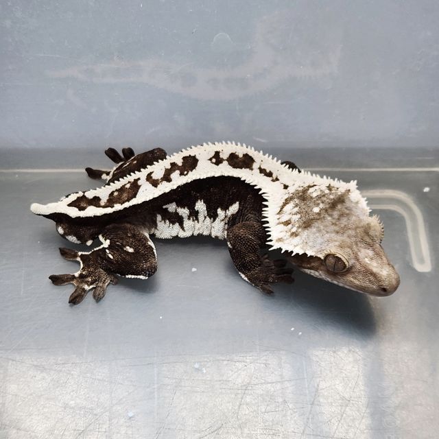 아잔틱