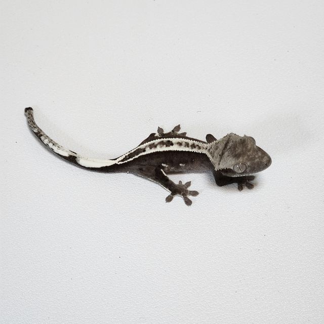 아잔틱