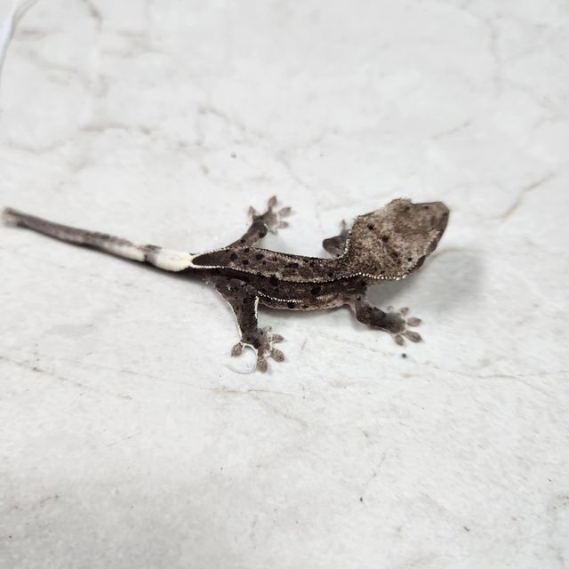 아잔틱