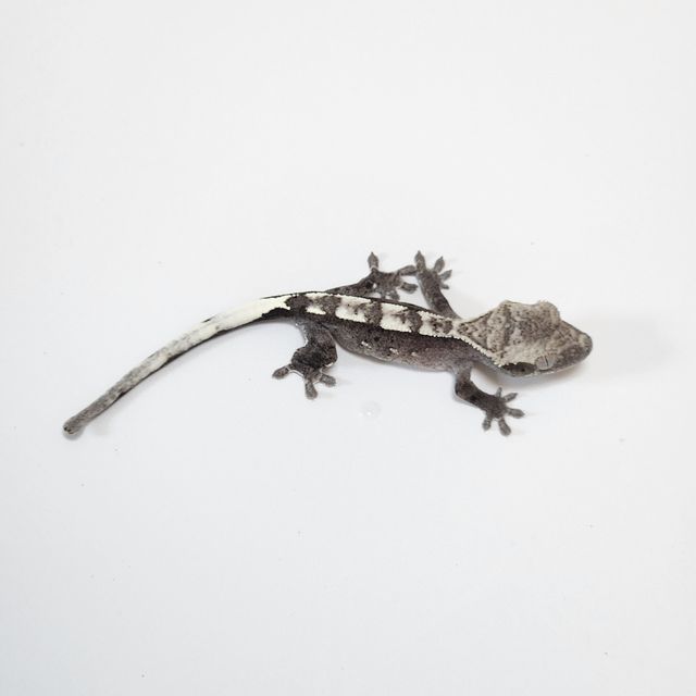 아잔틱