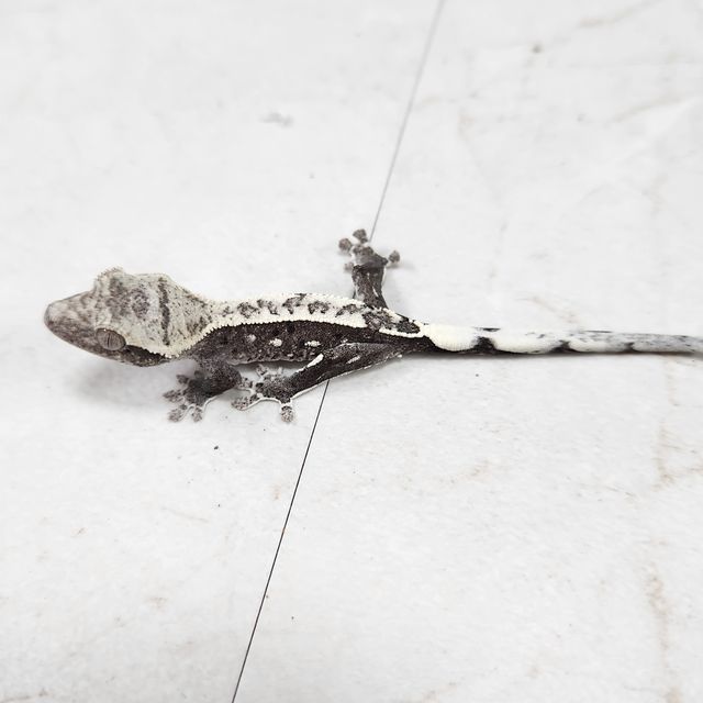 아잔틱