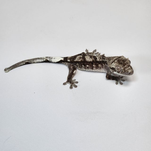 아잔틱