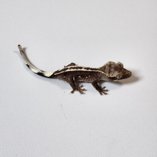 아잔틱