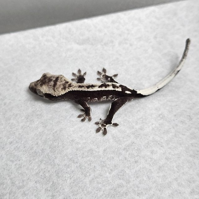 아잔틱