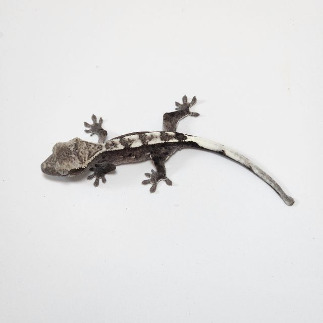 아잔틱