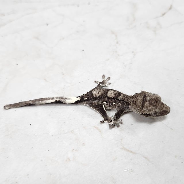아잔틱
