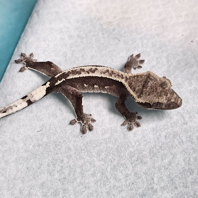 아잔틱