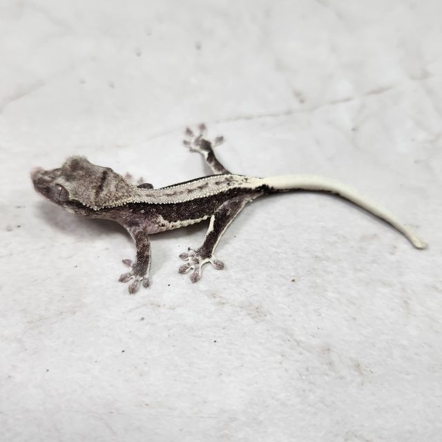릴잔틱