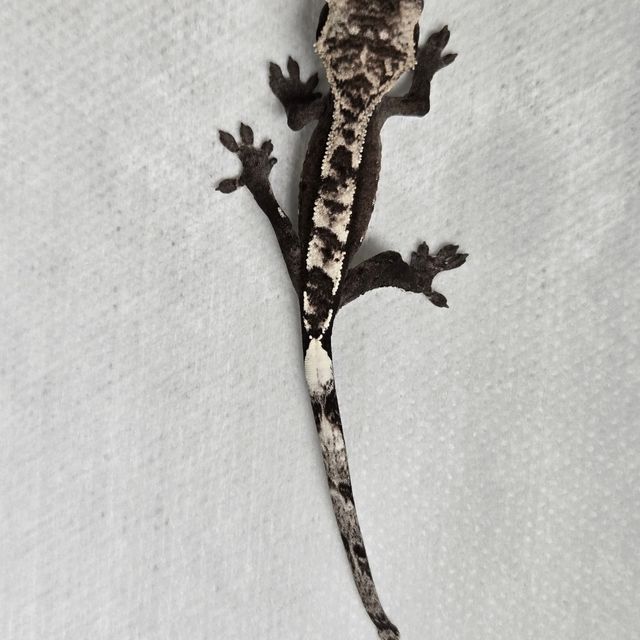 아잔틱