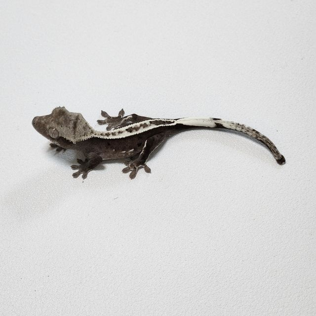 아잔틱