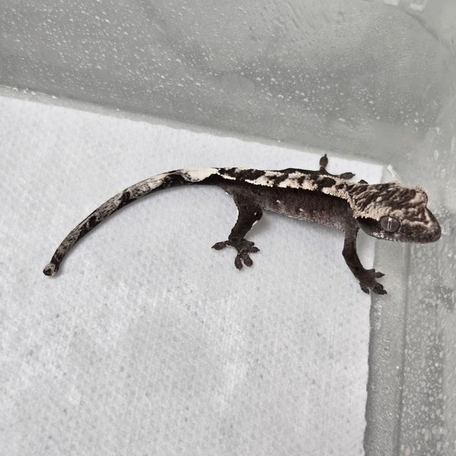 아잔틱