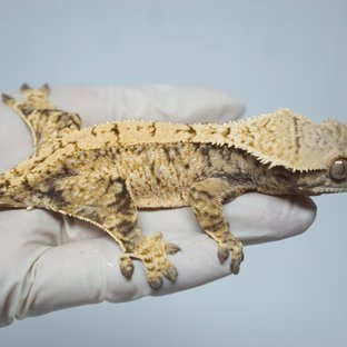 트라이 익스트림할리퀸 화이트스팟