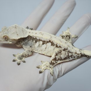 드리피 화이트스팟