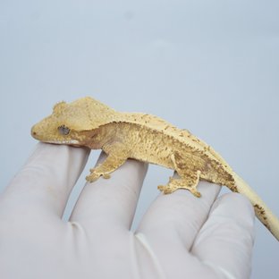 드리피 화이트스팟 노멀