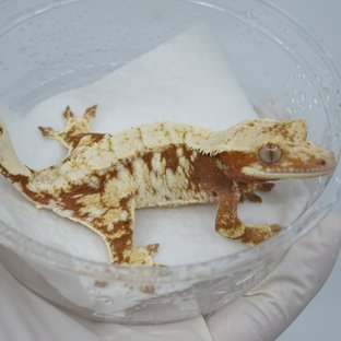 드리피 화이트스팟