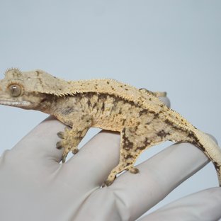 트라이 익스트림할리퀸 쿼드