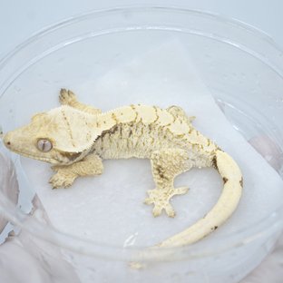 드리피 화이트스팟