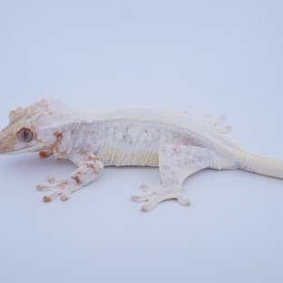 복자