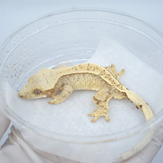 노멀 드리피 화이트스팟