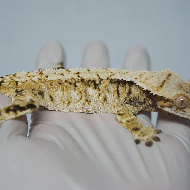 트라이 익스트림할리퀸 화이트스팟 드리피