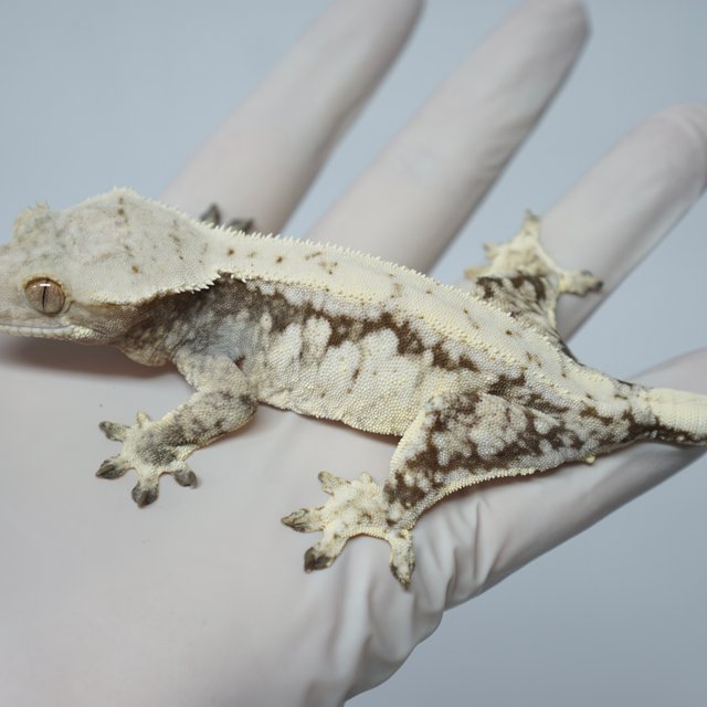 드리피 화이트스팟