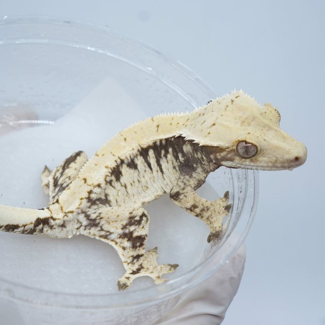 드리피 화이트스팟 익스트림할리퀸