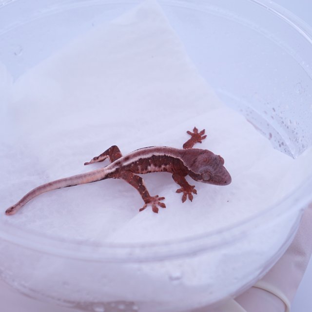 릴리화이트 초초