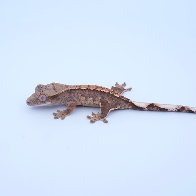 100%헷아잔틱 100%헷초초