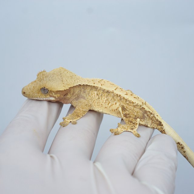 드리피 화이트스팟 노멀