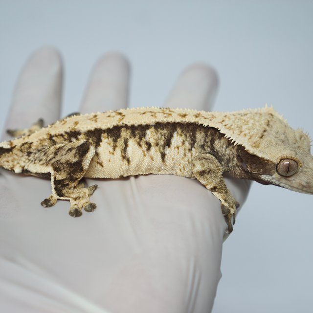 트라이 익스트림할리퀸