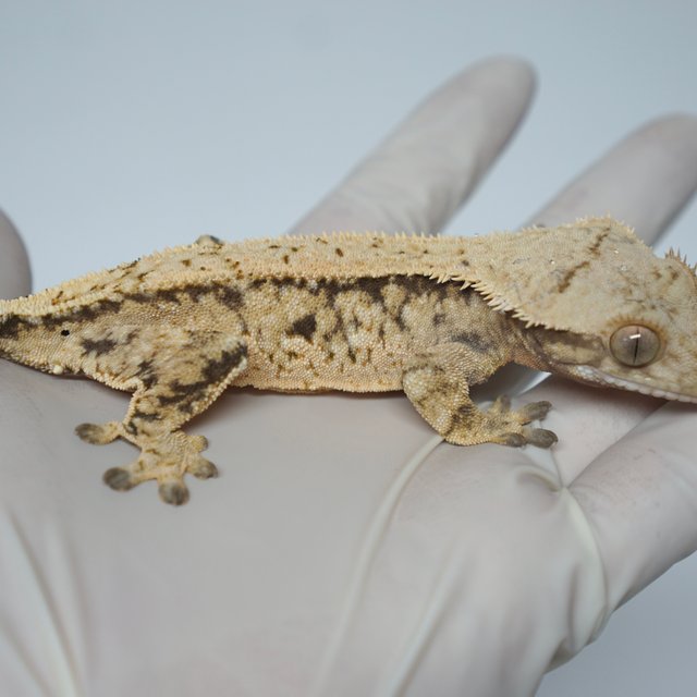 트라이 익스트림할리퀸 쿼드