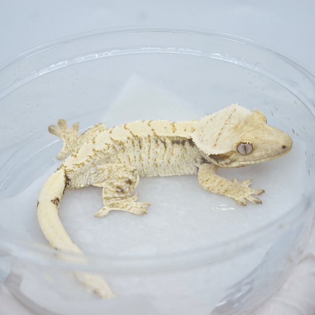 드리피 화이트스팟