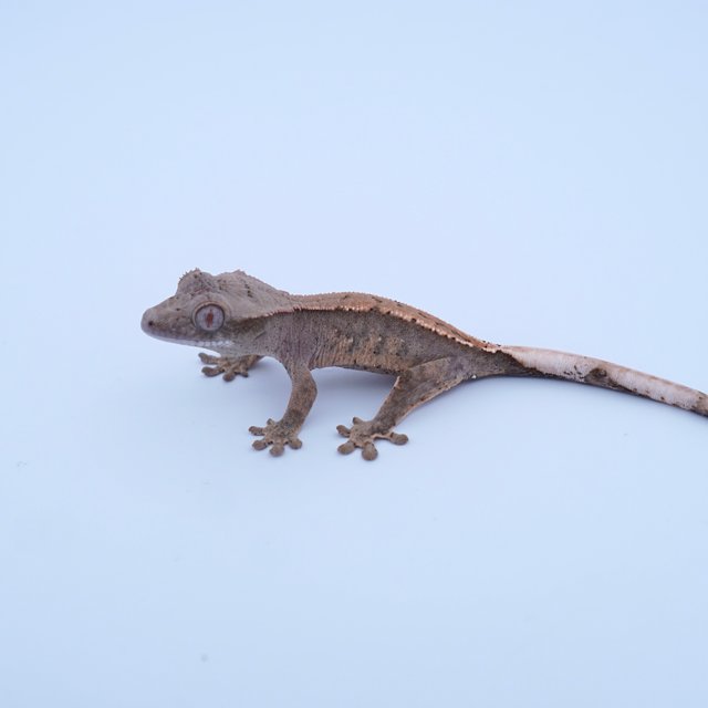 100%헷아잔틱 100%헷초초