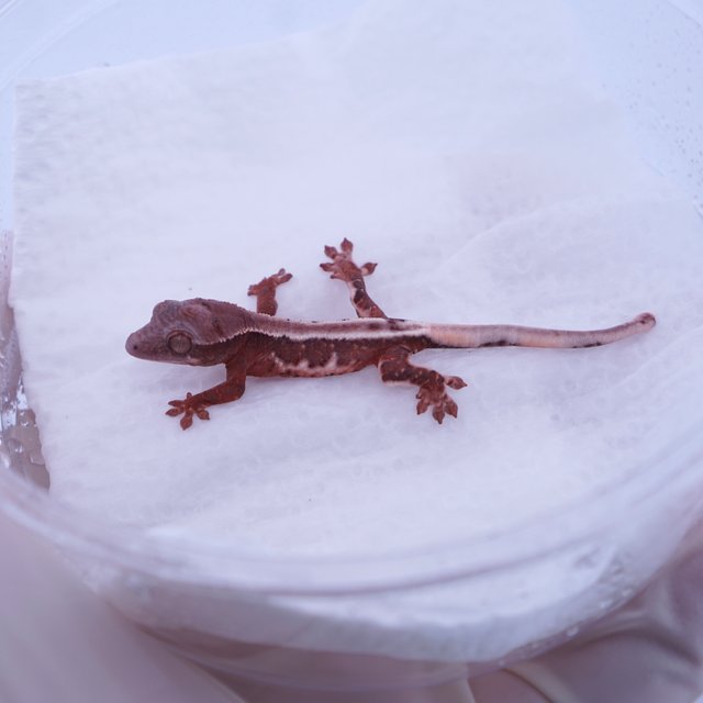 릴리화이트 초초