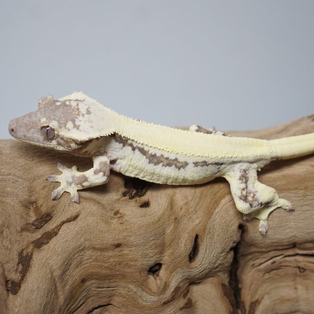 릴리 세이블