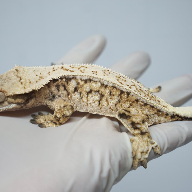 드리피 트라이 익스트림할리퀸 쿼드 화이트스팟