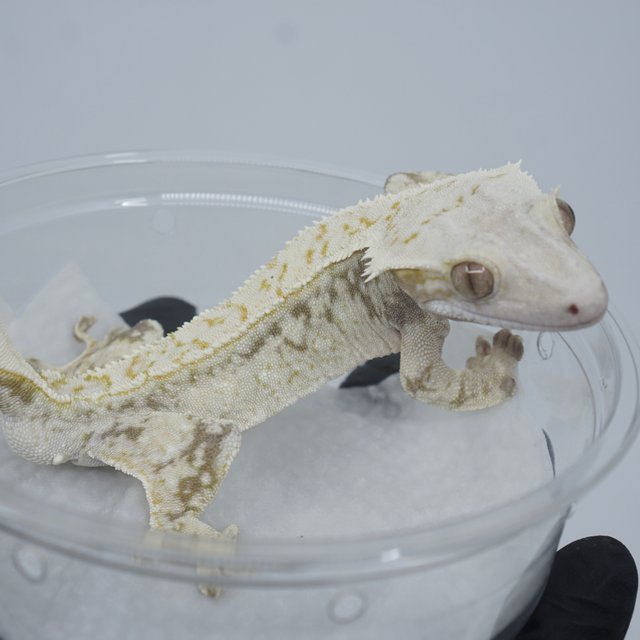 드리피 화이트스팟