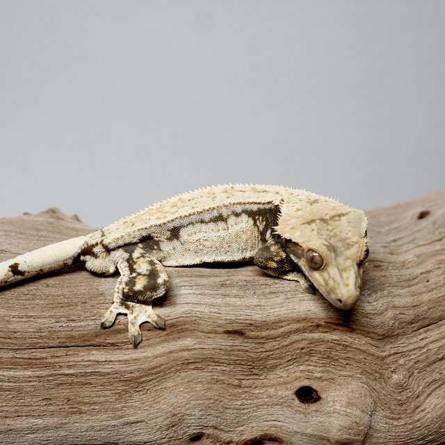 드리피 쿼드 화이트스팟