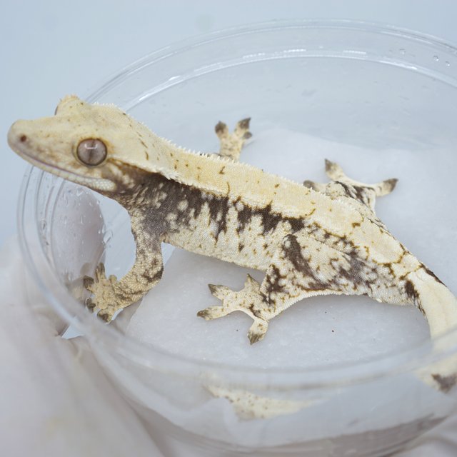 드리피 화이트스팟 익스트림할리퀸