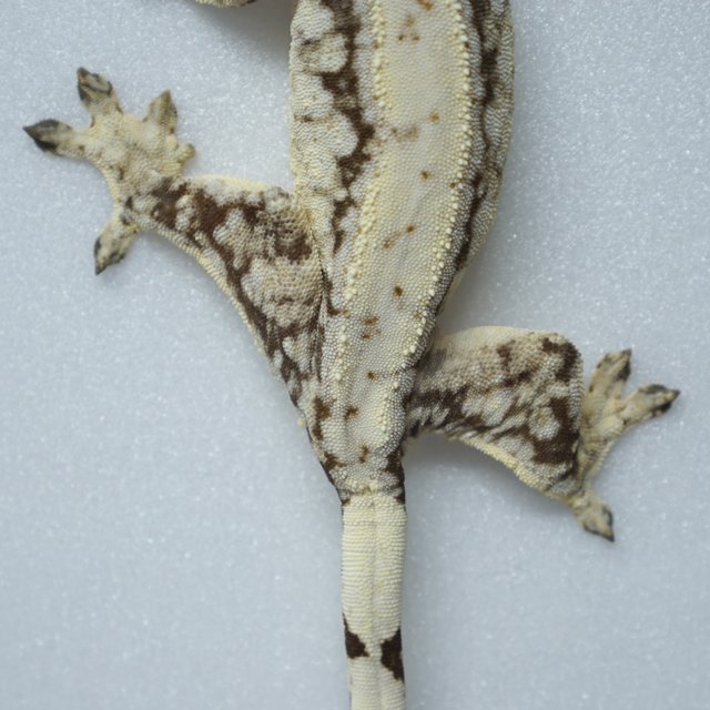 드리피 화이트스팟